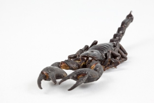 dark brown scorpion clawing in front view with white background