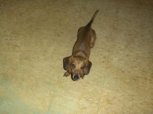 daschund dog lying on earth yellow floor