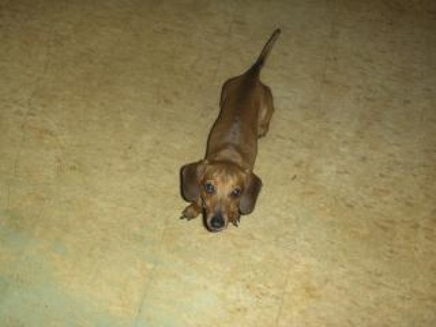 daschund dog lying on earth yellow floor