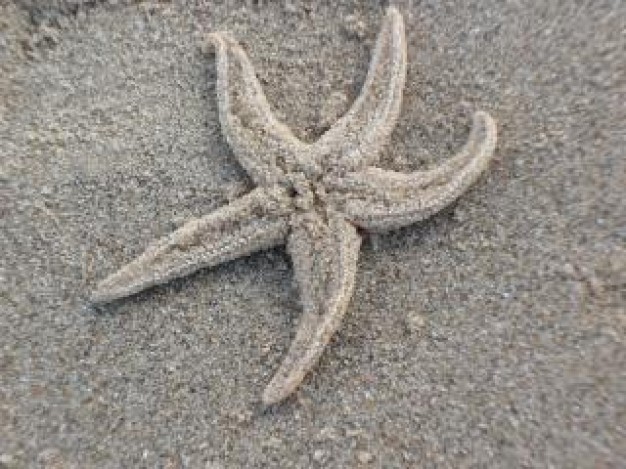 deach starfish at beach
