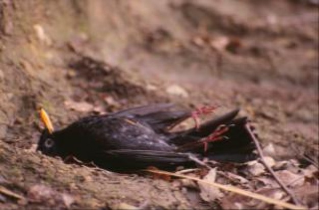 dead bird lying at earth floor