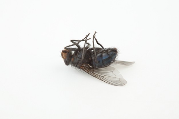 dead fly with back on the floor