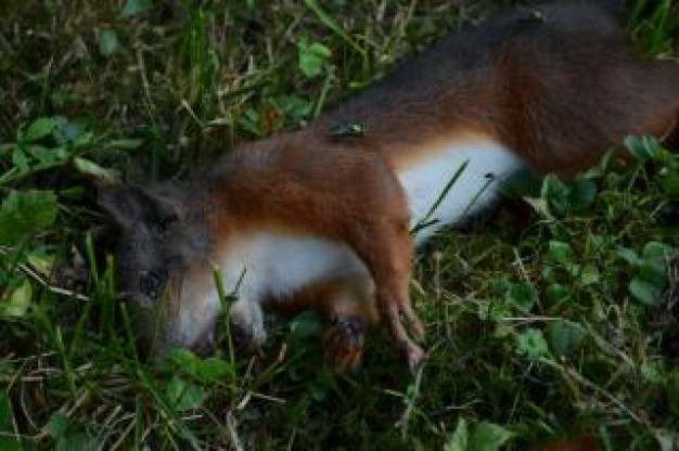 dead squirrel with hard-shelled body lying at grass