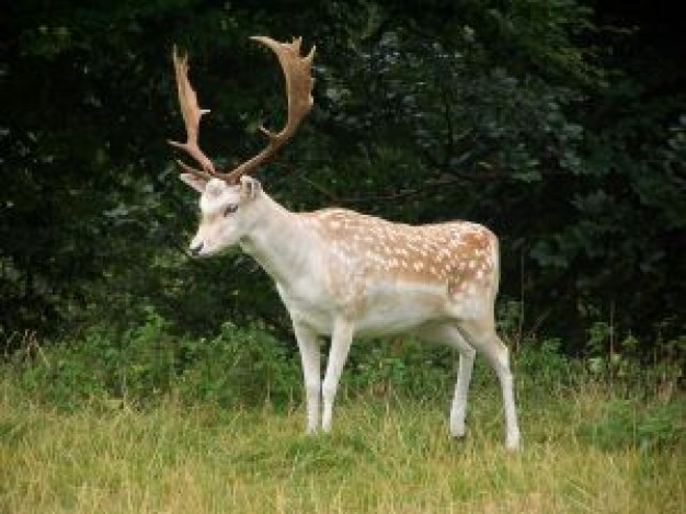 Deer deer Gurkha wild animal about forest animal Fart