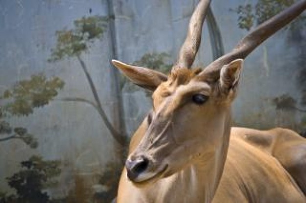 Deer Hunting buck antler about Antler Outdoors