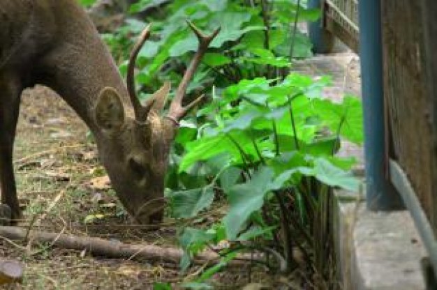 Deer Hunting buck desert eating grass about Outdoors Recreation