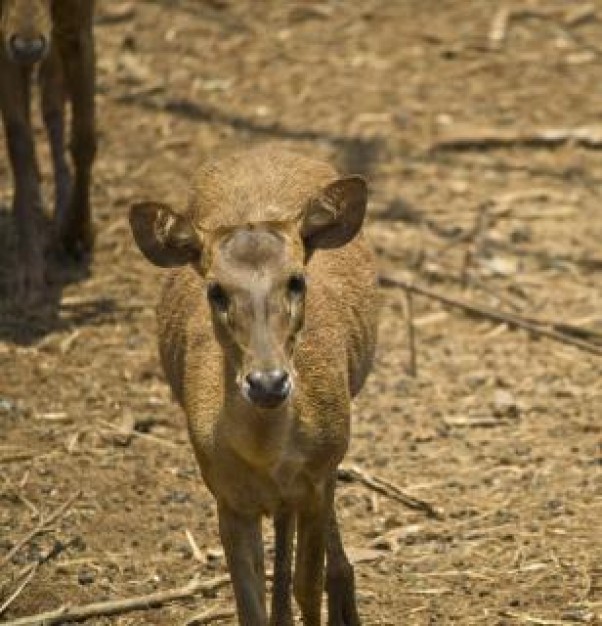 Deer Hunting buck nobody about Outdoors Antler field