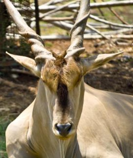 Deer Hunting buck walking about Antler photo art