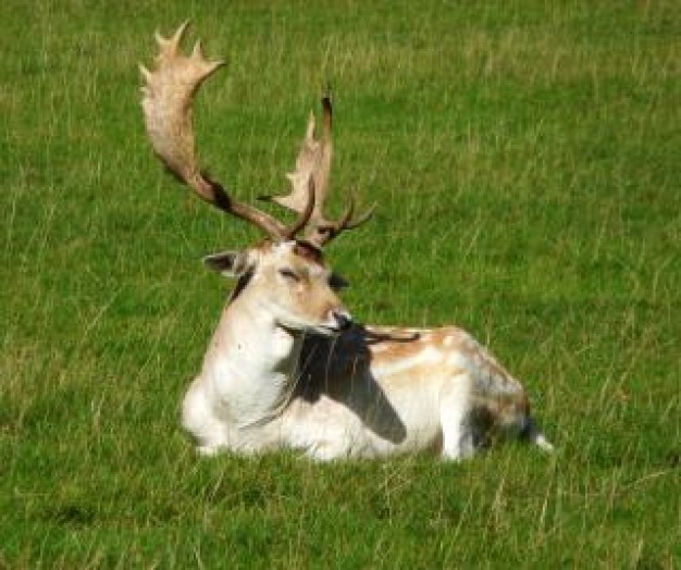 Deer Hunting rarebreed about White-tailed deer in grassland
