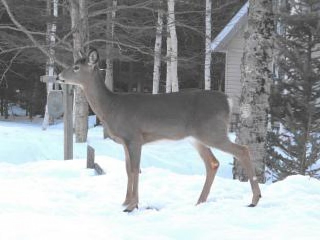 Deer Hunting snow about Associated Press Deer hunting