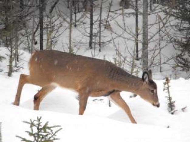 Deer Hunting winter about North Carolina Wildlife Resources Commission Recreation