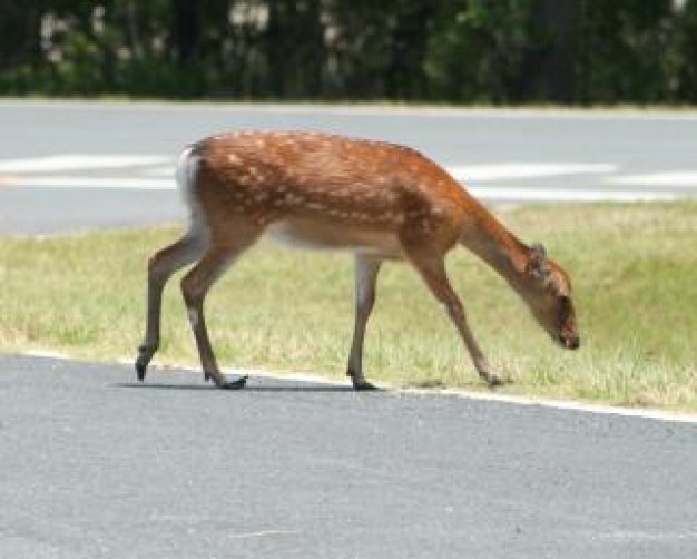 deer mammal eating grass at road side