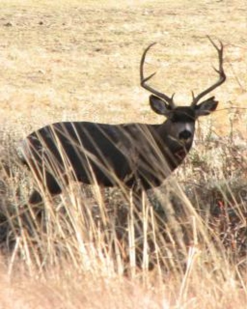 Deer muledeer Hunting buck about wild animal Outdoors
