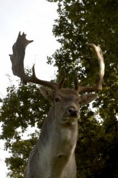 deer walking over tree that king of the forest