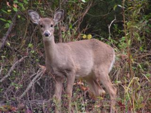 Deer watch out doe about Hunting Harvest