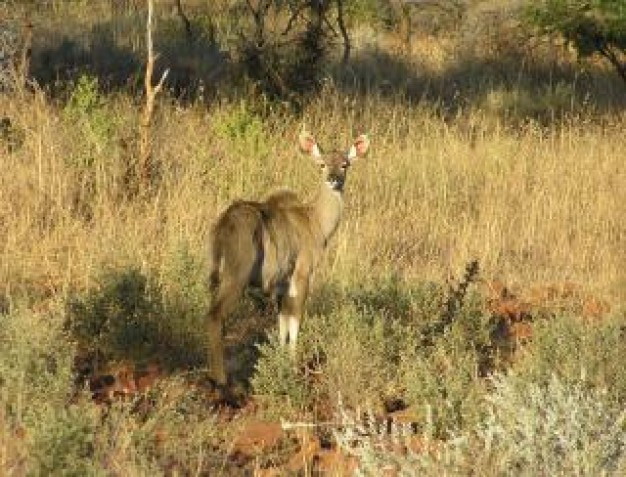 deer wild looking back at autumn grass