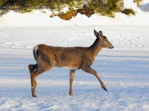 deer wildlife side view walking at snow floor