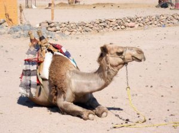 desert camel lying on grit road