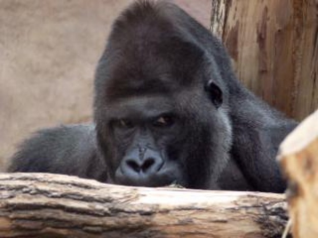 Dian Fossey gorilla Gorilla primate about Mountain gorilla Africa