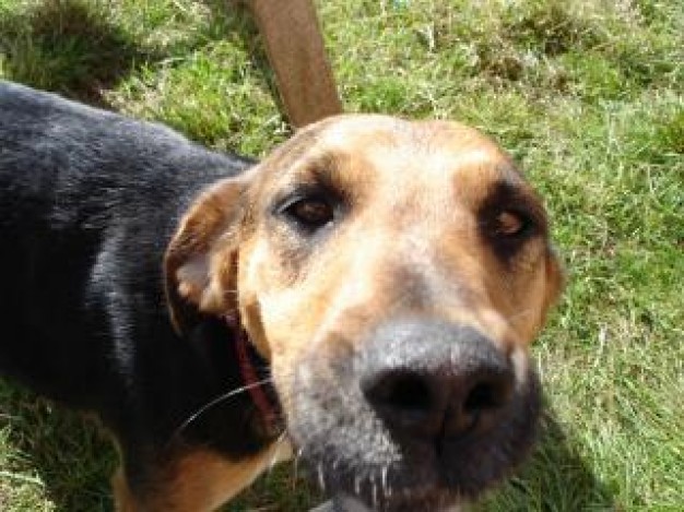 dog animal head close-up snout