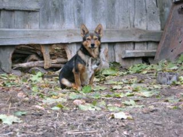 dog animal sitting and looking at you