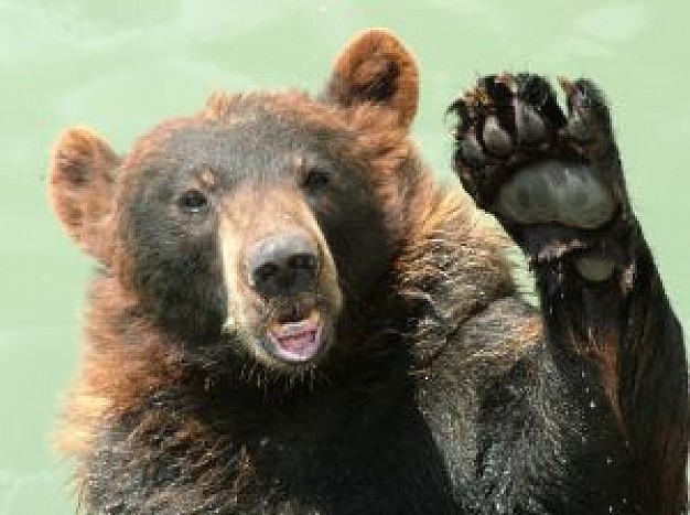 dog bear close-up that waving to you