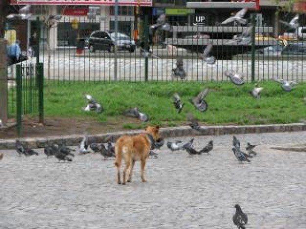 dog chasing pigeons at road with houses at background