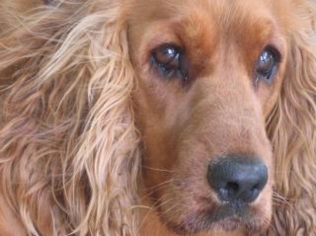 Dog coccer Golden Retriever spaniel close-up about Pets Recreation