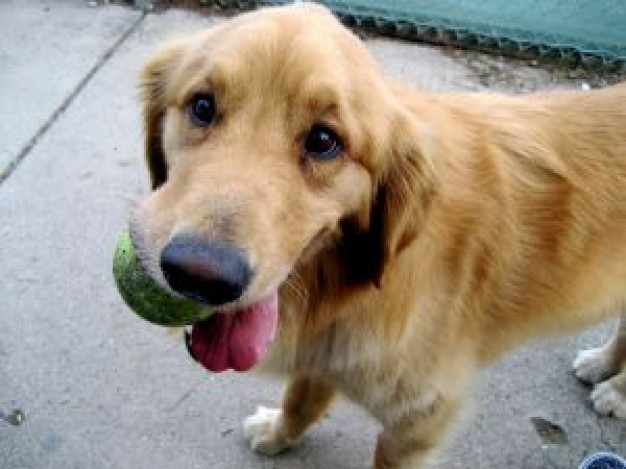 Dog doggie Golden Retriever about Pets Recreation animal life