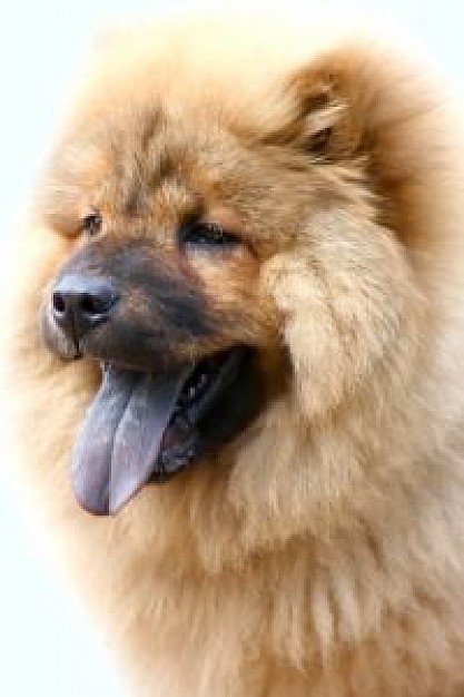 dog hanging out tongue with light brown feather