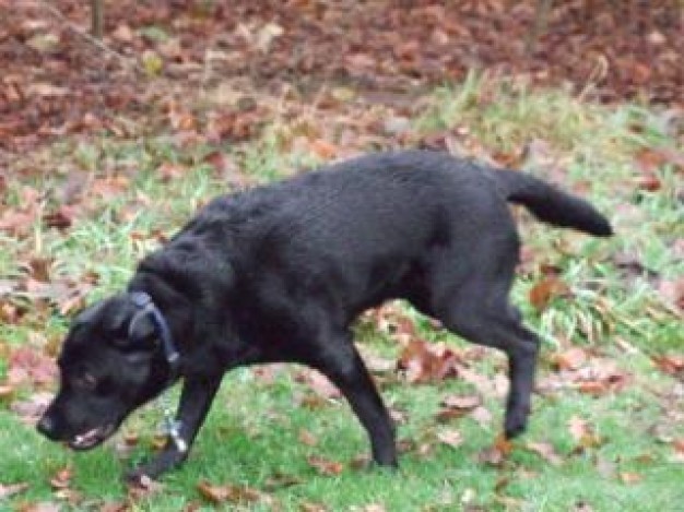 Dog labrador Black Lab retriever about Labrador field life Retriever