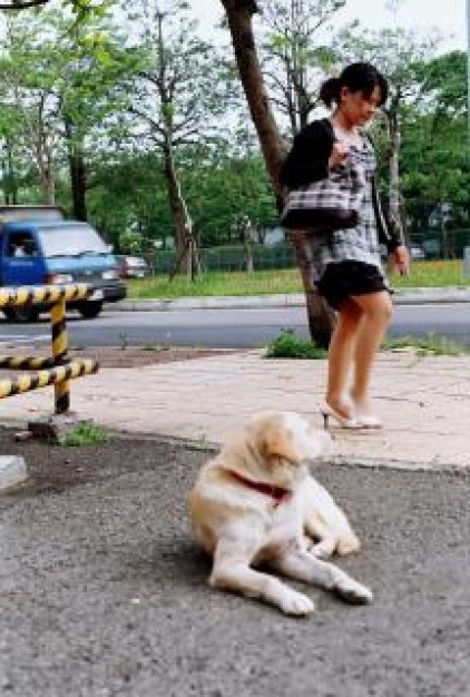 dog looking at woman at garden