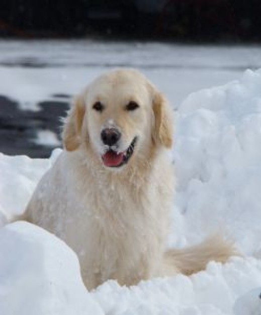 Dog maggie Pets about Recreation in snow weather