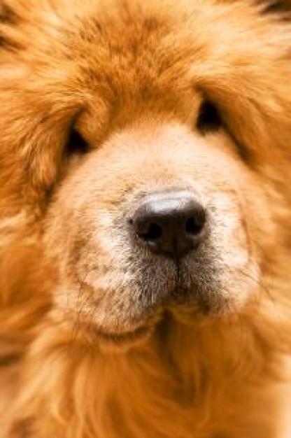 dog pet close-up with golden yellow fur