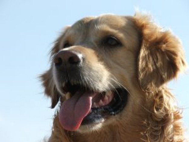 dog portrait with tongue out fonz about Google+ Login