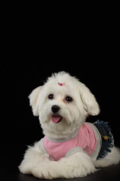 dog puppies fluffy animal over dark background