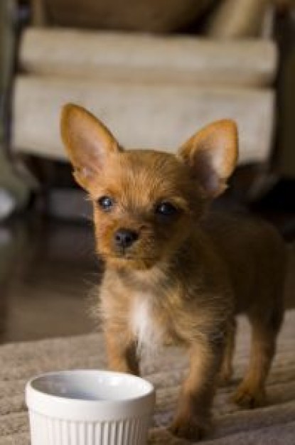 Dog puppies Pets standing on front of bowl about Recreation Breeds