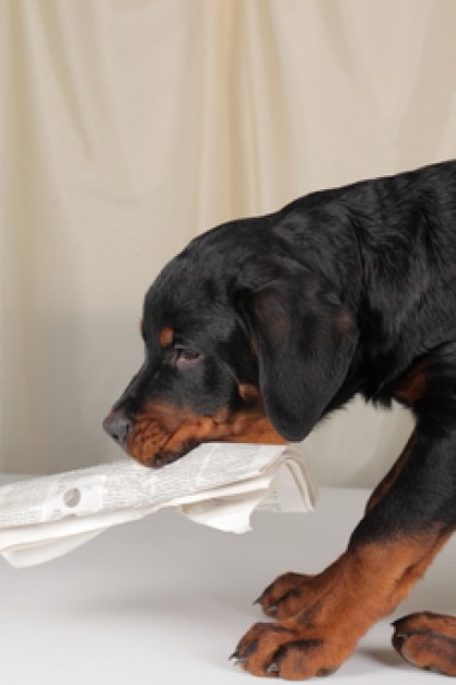 dog rottweiler puppies friend in side view