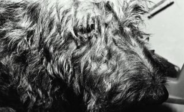 Dog shaggy Pets dog portrait about black and white