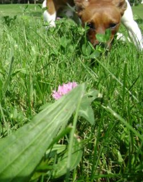 dog sniffing around at grass