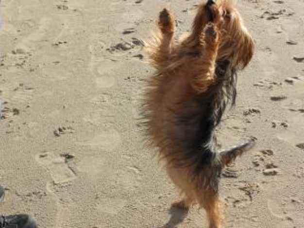 dog standing with two legs on beach