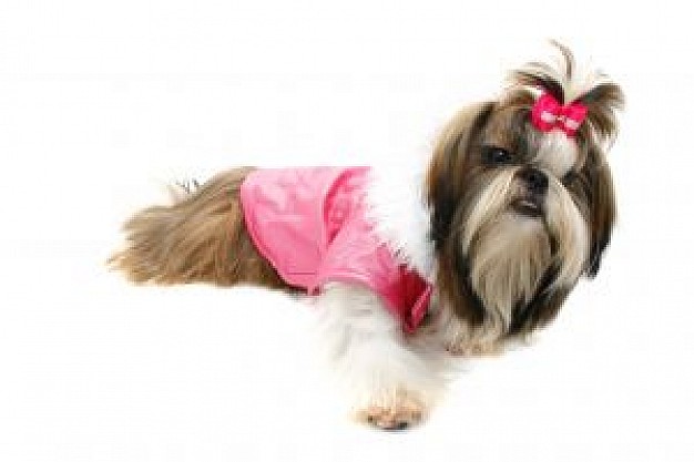 dog with pink clothing and hair line