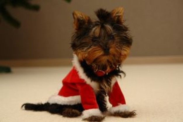 dog with santa clothes sitting on the floor