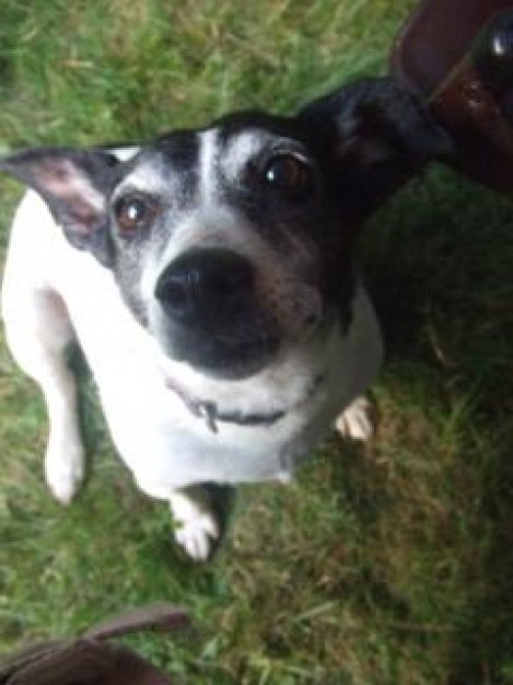 doggy ears looking up you on grassland