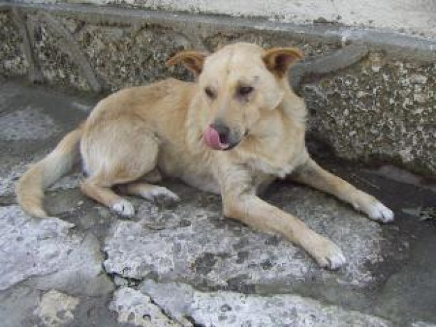 doggy opening tongue sitting at stone floor