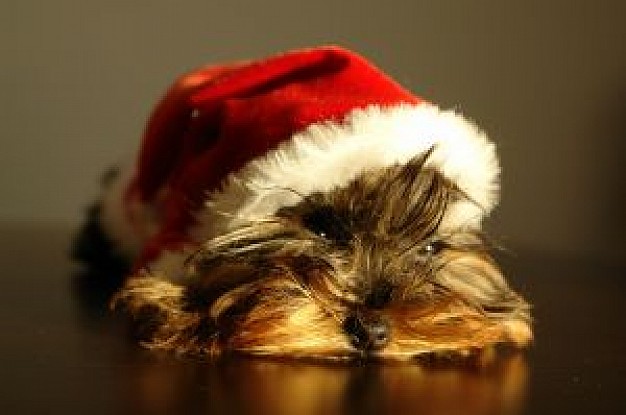 doggy with Christmas hat on the head