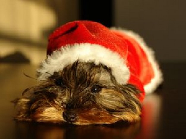 doggy with Christmas hat on the head lying floor