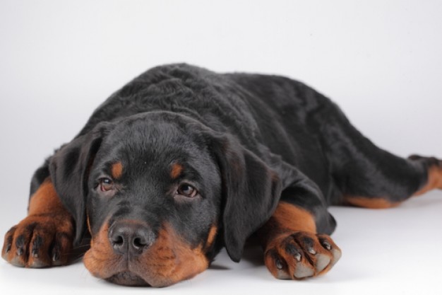 dogs home rottweilers muzzle sleeping at the floor in front view