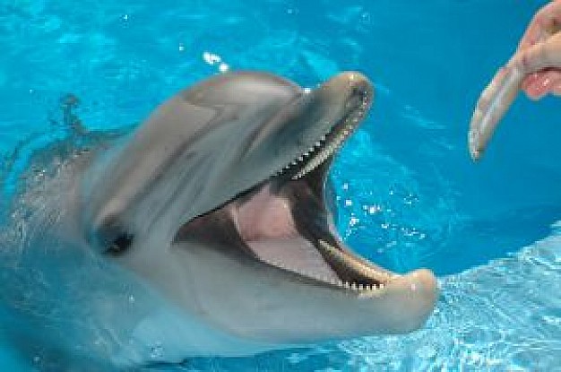 dolphin in sea world that visitor give food to it