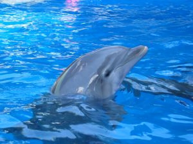 dolphin swimming over water surface